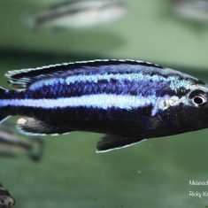 Melanochromis loriae Puulu
