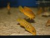 Pseudotropheus sp. 'ndumbi gold' (samice)