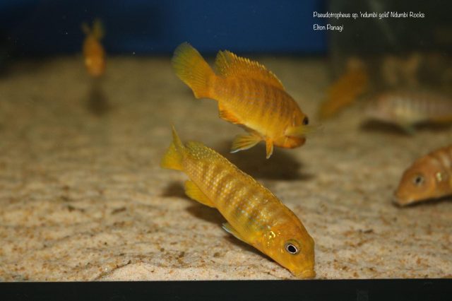 Pseudotropheus sp. 'ndumbi gold' (samice)