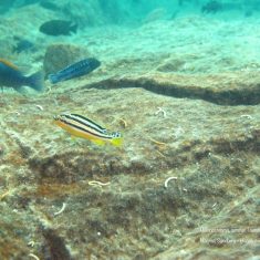 Melanochromis auratus