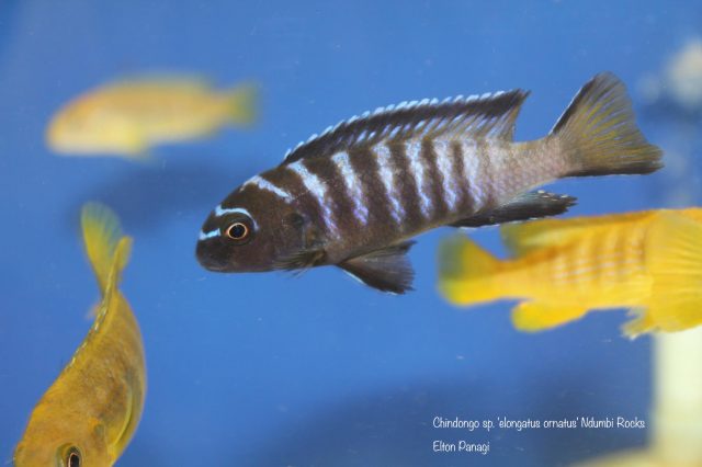Chindongo sp. ,elongatus ornatus&#8216;