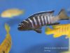 Chindongo sp. ,elongatus ornatus‘