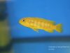 Pseudotropheus sp. 'ndumbi gold' (samice)