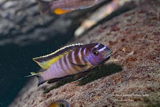 Tropheops kumwera