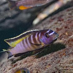 Tropheops kumwera
