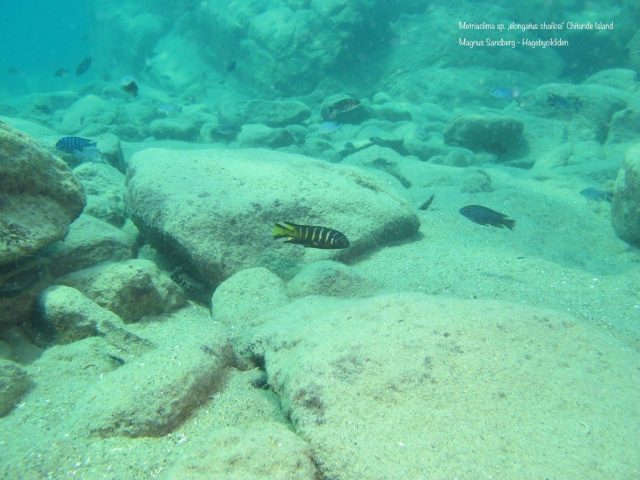 Metriaclima sp. ,elongatus chailosi' (samec)