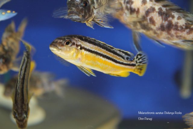 Melanochromis auratus (samice)