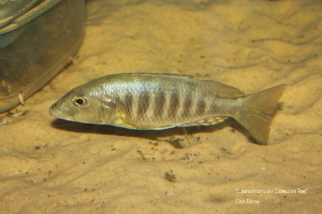 Sciaenochromis ahli (samice)