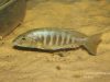 Sciaenochromis ahli (samice)