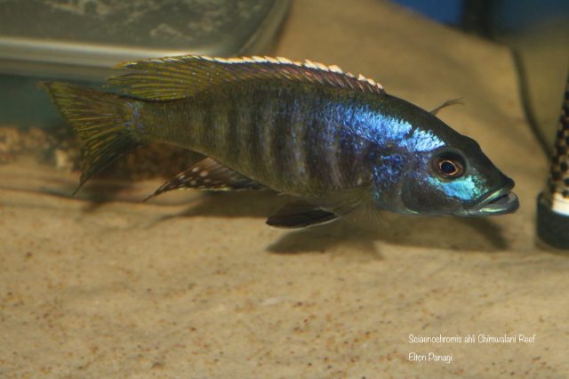 Sciaenochromis ahli