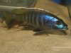 Sciaenochromis ahli