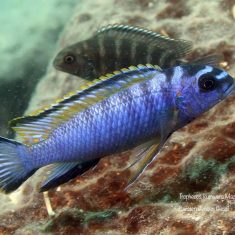 Tropheops kumwera