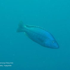Dimidiochromis kiwinge