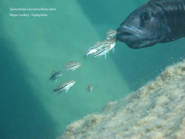 Tyrannochromis macrostoma
