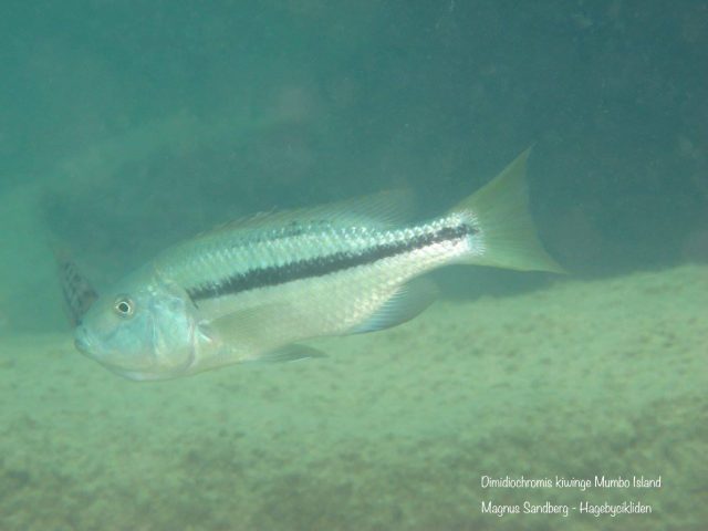 Dimidiochromis kiwinge