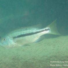 Dimidiochromis kiwinge