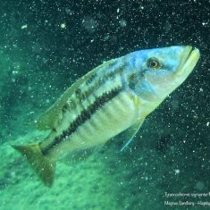 Tyrannochromis nigriventer