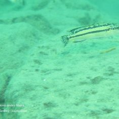 Melanochromis simulans