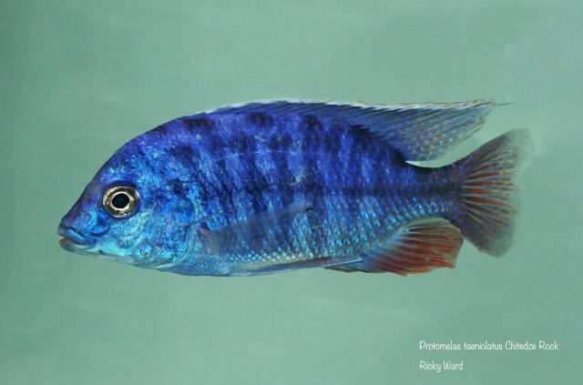 Protomelas taeniolatus