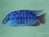 Protomelas taeniolatus