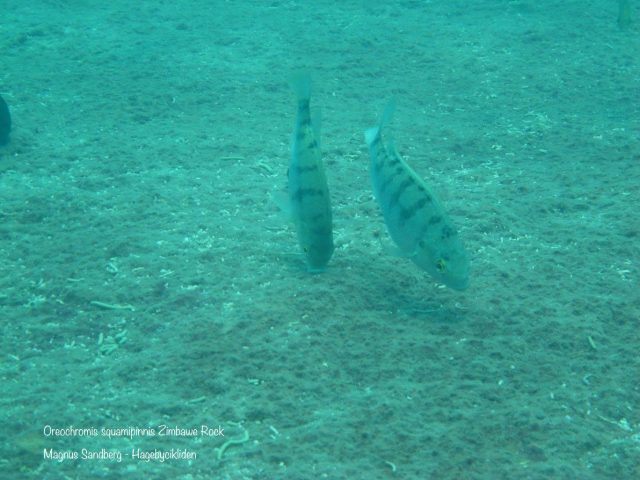 Oreochromis squamipinnis