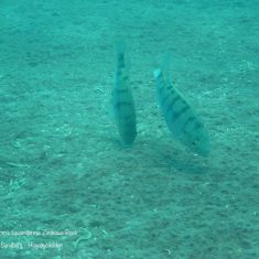 Oreochromis squamipinnis