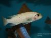 Labeotropheus trewavasae Luwino Reef (O samice)
