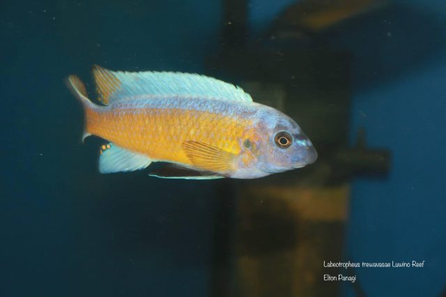 Labeotropheus trewavasae
