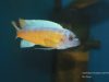 Labeotropheus trewavasae