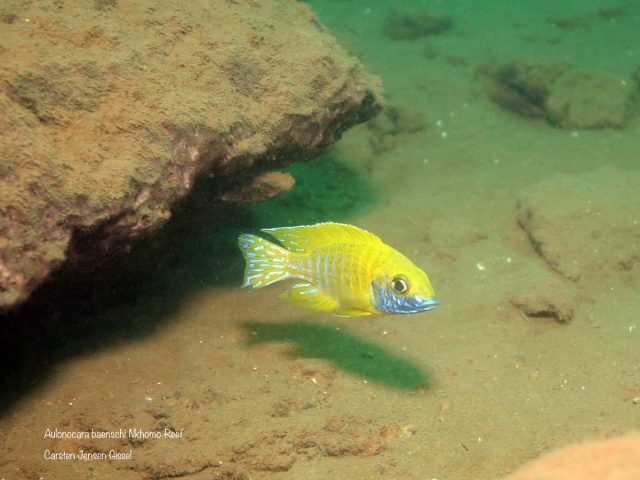 Aulonocara baenschi Nkhomo Reef  (samec)