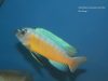 Labeotropheus trewavasae Luwino Reef