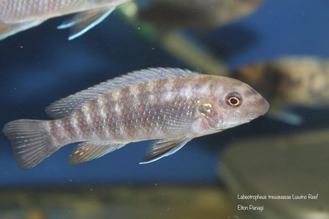 Labeotropheus trewavasae Luwino Reef (samice)