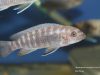 Labeotropheus trewavasae Luwino Reef (samice)