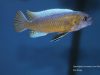 Labeotropheus trewavasae Luwino Reef