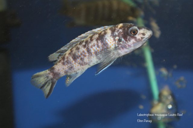 Labeotropheus trewavasae Luwino Reef (OB samice)