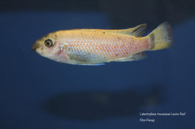 Labeotropheus trewavasae Luwino Reef (O samice)