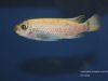 Labeotropheus trewavasae Luwino Reef (O samice)