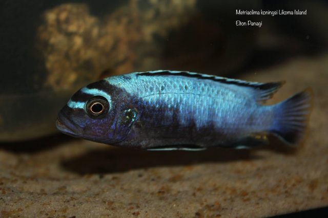 Metriaclima koningsi Likoma Island