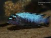 Metriaclima koningsi Likoma Island