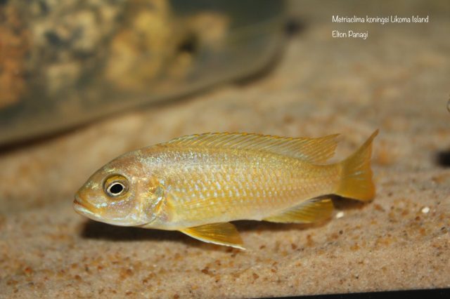 Metriaclima koningsi Likoma Island