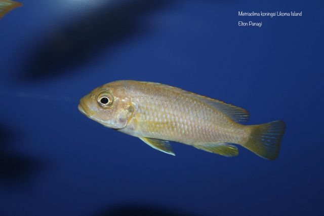 Metriaclima koningsi Likoma Island