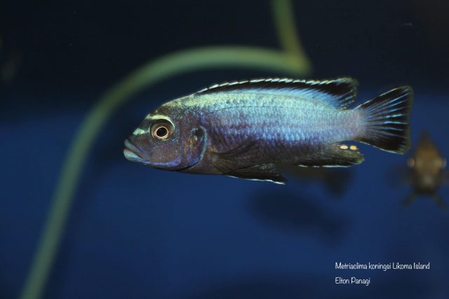 Metriaclima koningsi