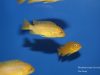 Metriaclima koningsi Likoma Island