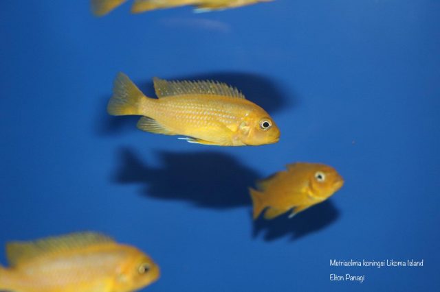 Metriaclima koningsi Likoma Island