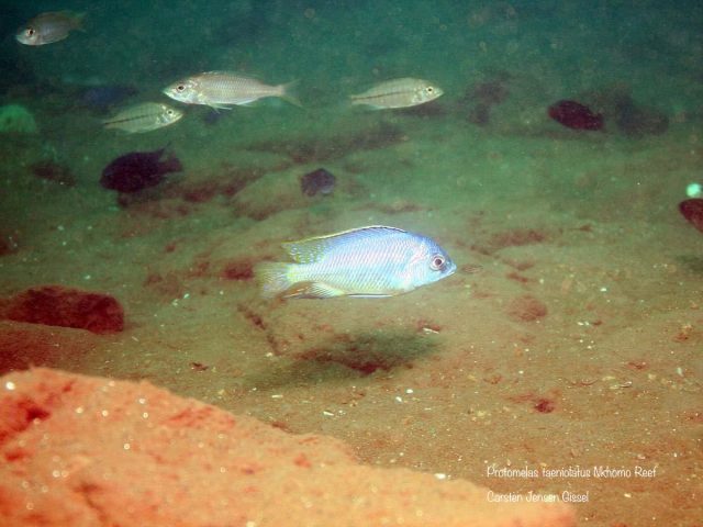 Protomelas taeniolatus Nkhomo Reef