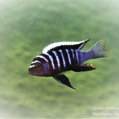 Cynotilapia zebroides