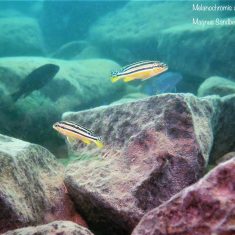 Melanochromis auratus
