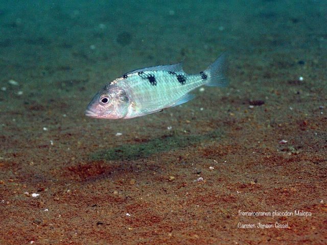 Trematocranus placodon Malopa (samice)