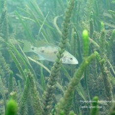 Stigmatochromis pholidophorus