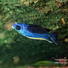 Otopharynx lithobates